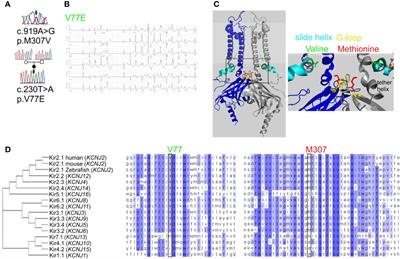 Andersen–Tawil Syndrome Is Associated With Impaired PIP2 Regulation of the Potassium Channel Kir2.1